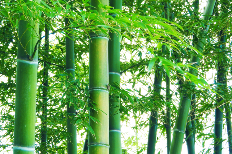 竹の夢の夢占い